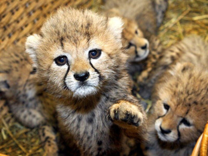 Cheetah Cubs in Basket — Brown
