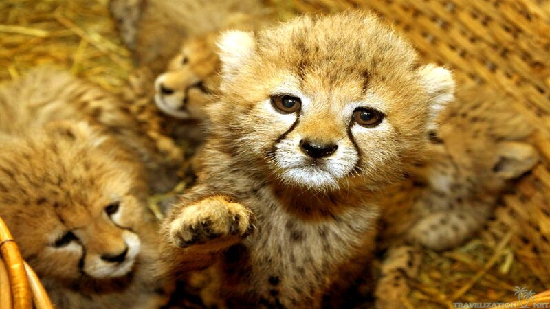 Cheetah Cubs in Basket
