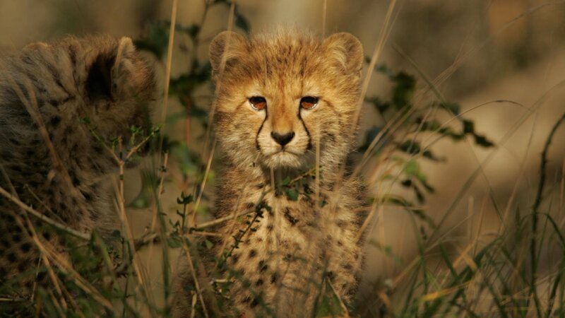 Cheetah Cubs in Grass — Brown, Calm, Afternoon
