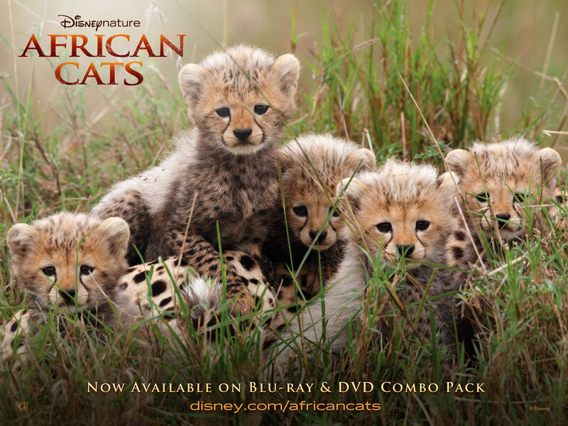Cheetah Cubs in Grass — Brown, Calm