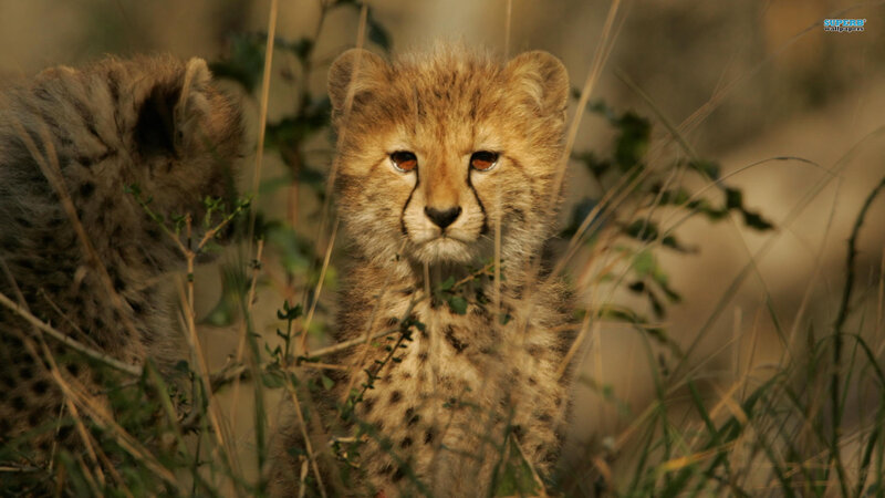 Cheetah Cubs in Grass — Brown, Natural