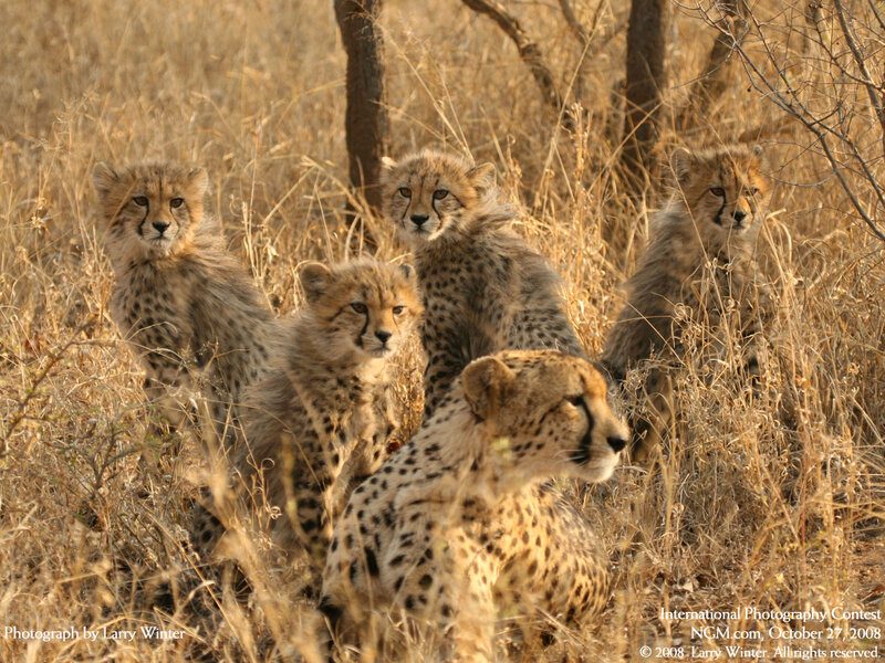 Cheetah Cubs in Grass — Brown