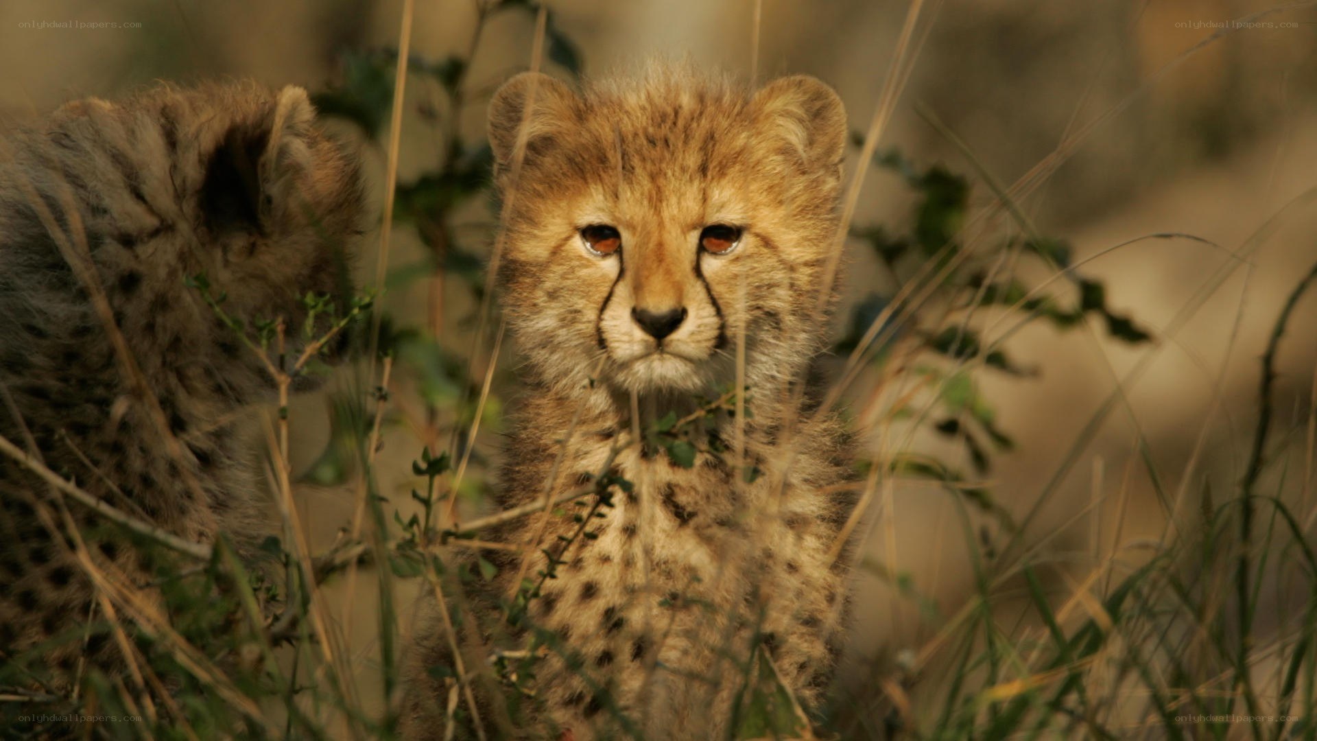 cheetah cubs in grass