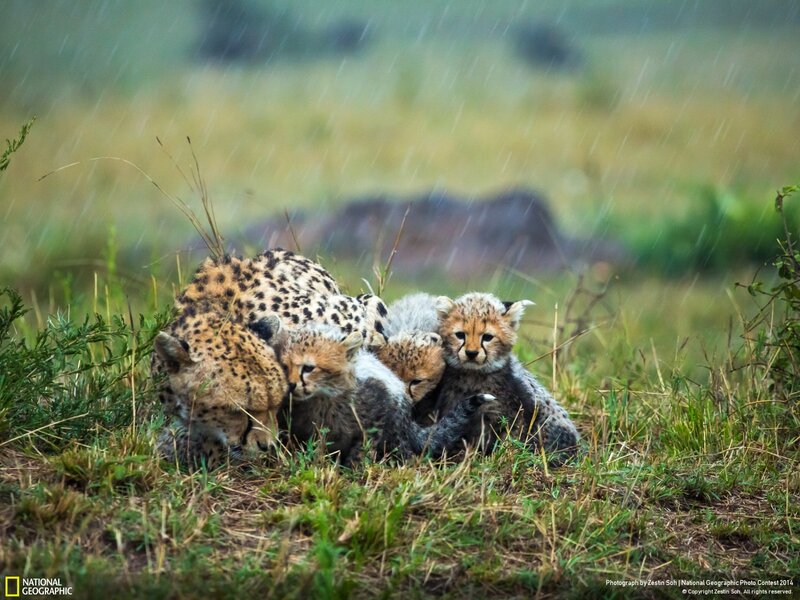 Cheetah Cubs in Rain