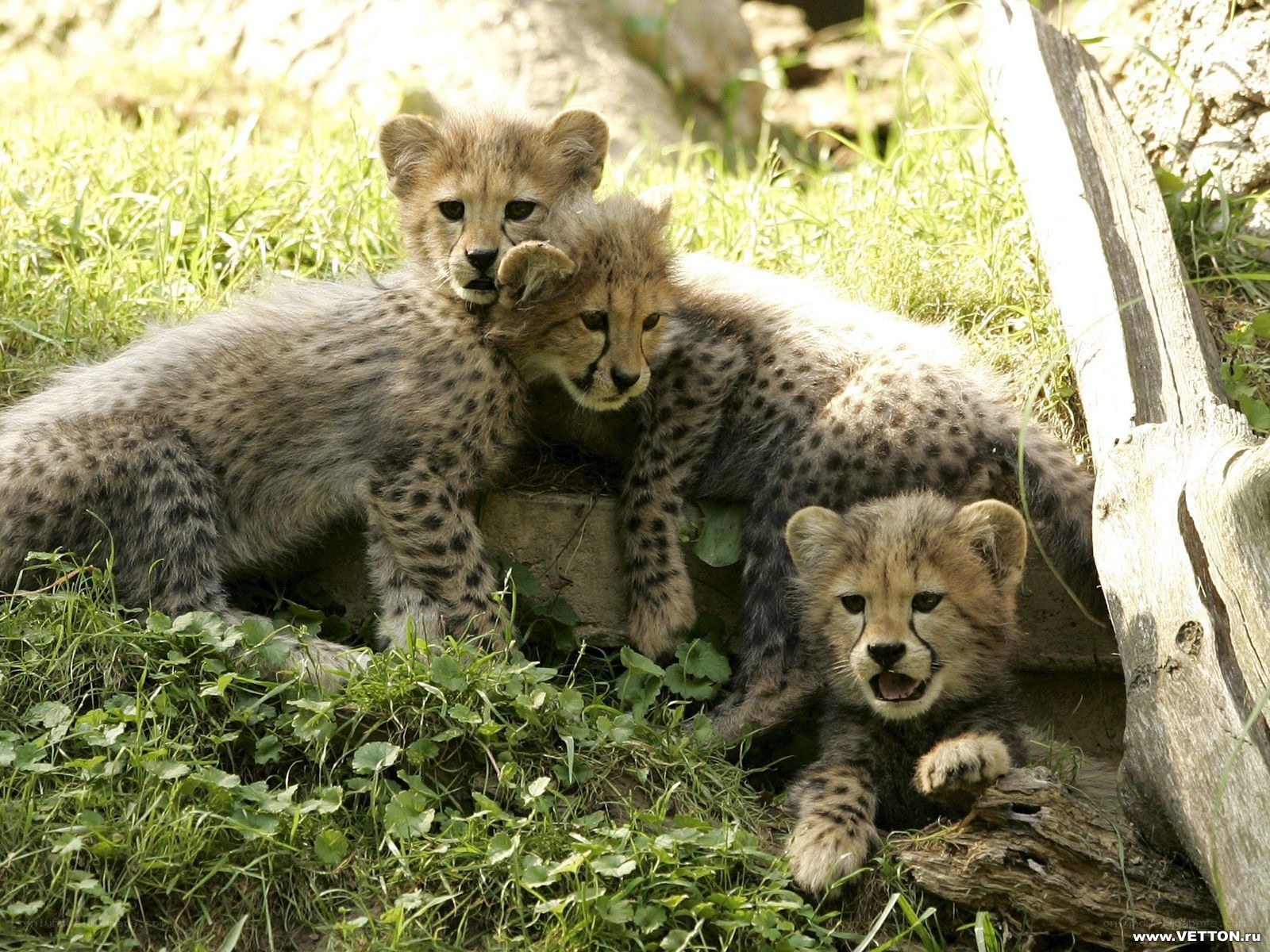 Cheetah cubs in the grass