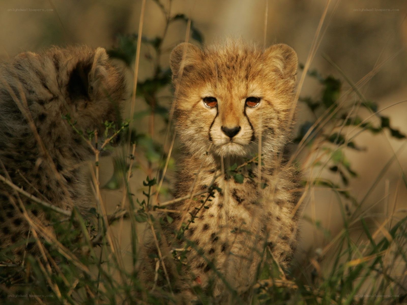 Cheetah cubs in the grass