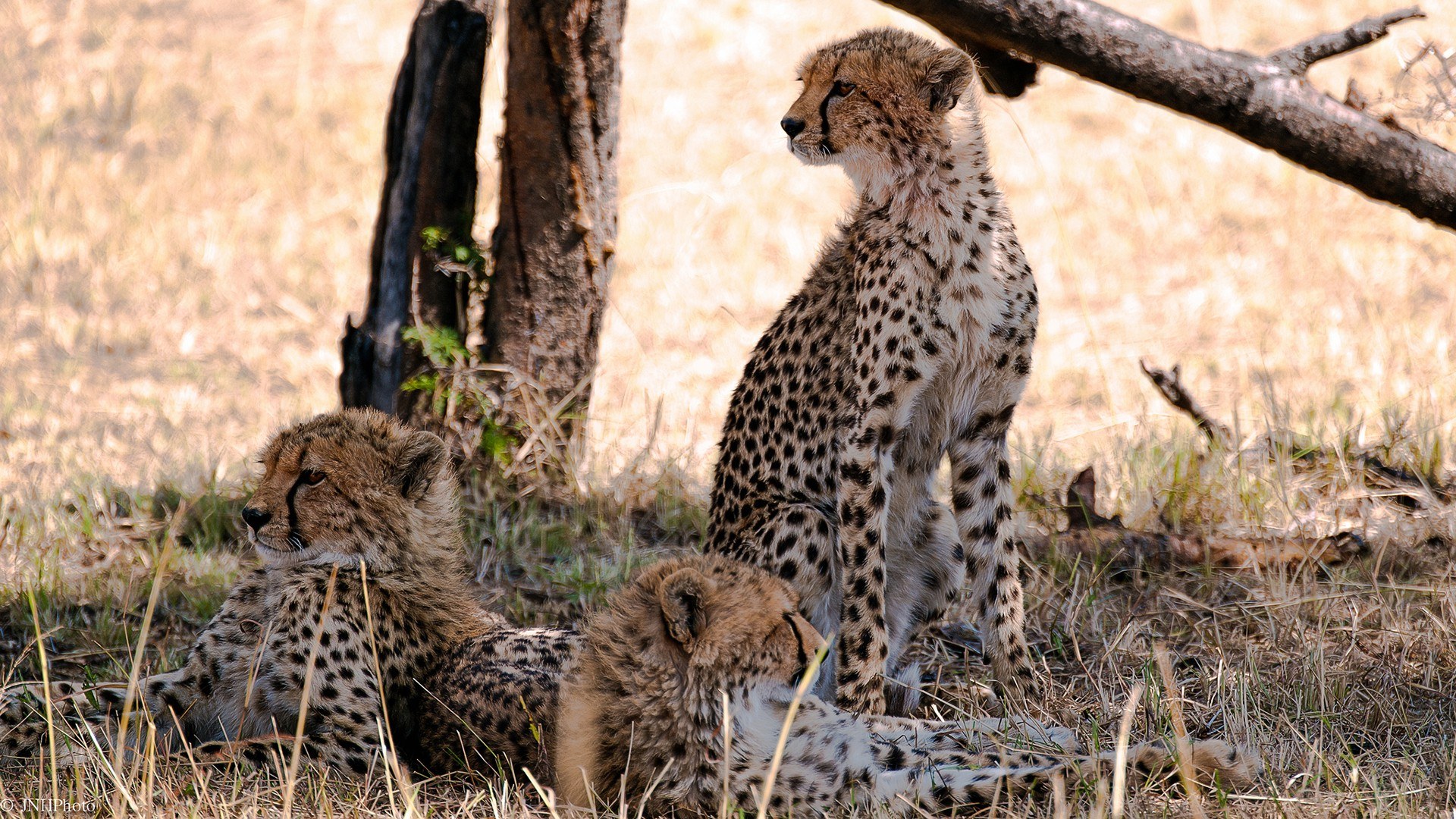 Cheetah cubs in the wild