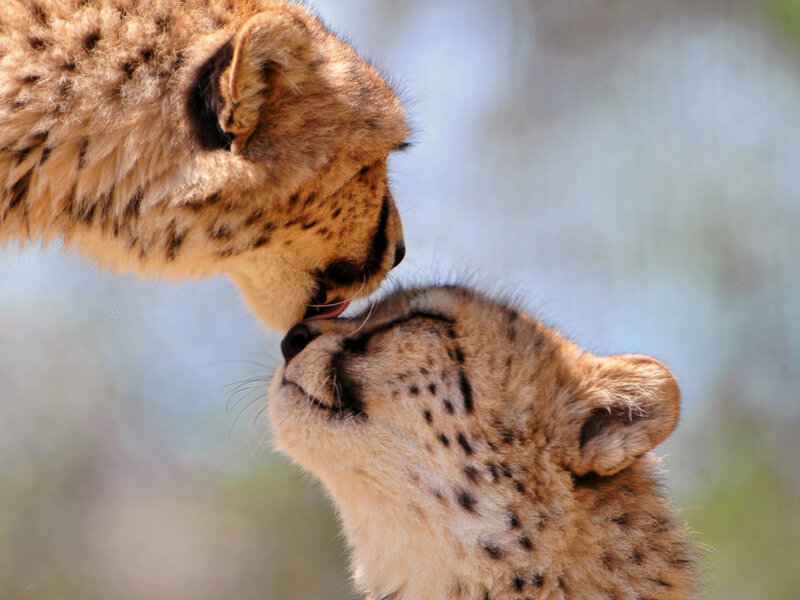 Cheetah Cubs Interacting