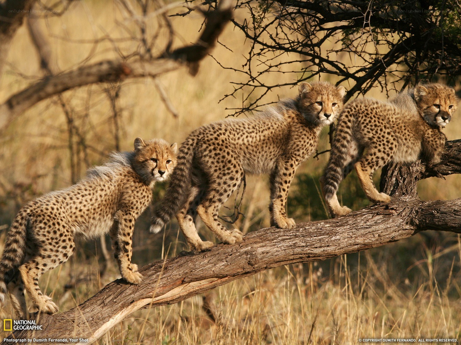 Cheetah cubs on a tree branch