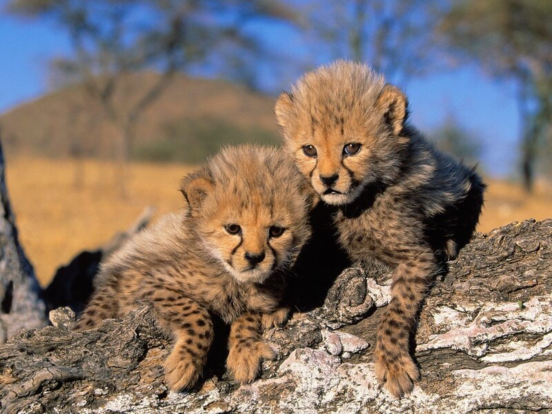 Cheetah Cubs on Log