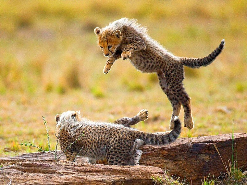 Cheetah cubs playing