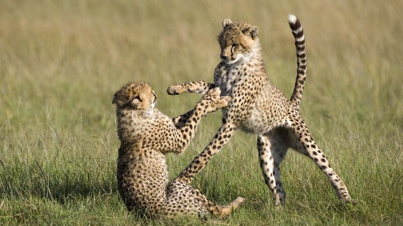 Cheetah cubs playing