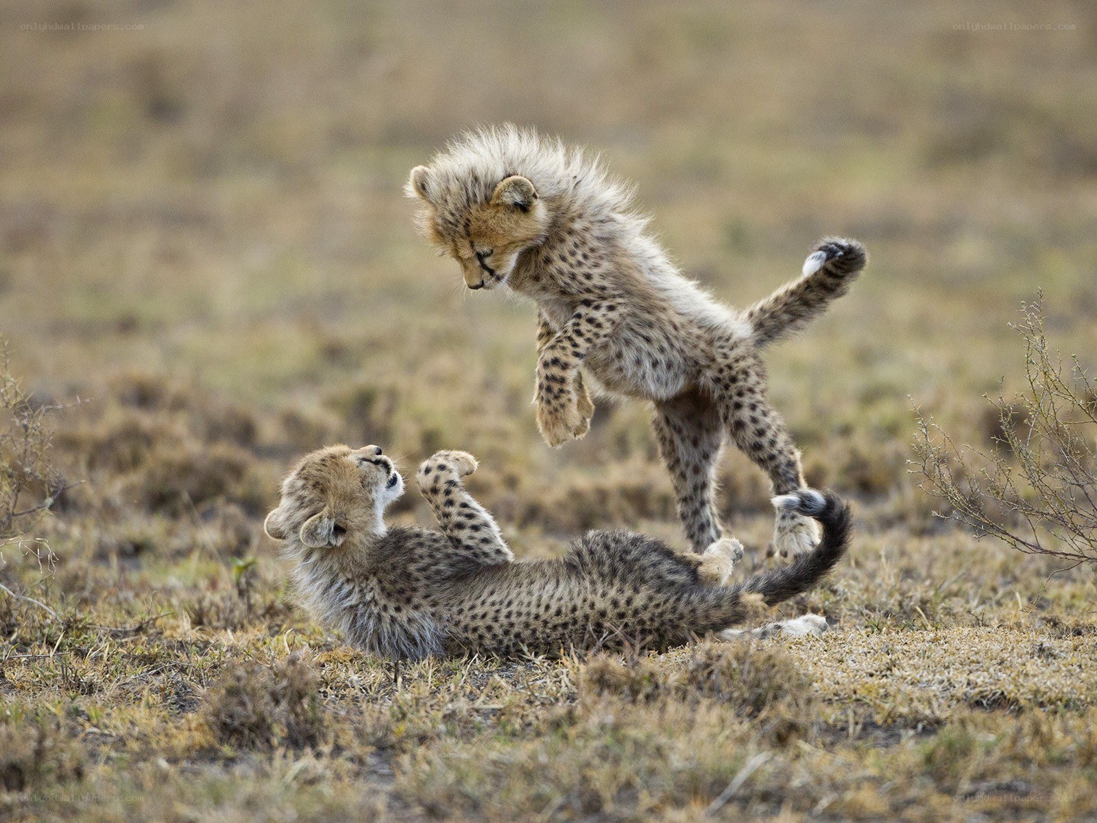 Cheetah cubs playing