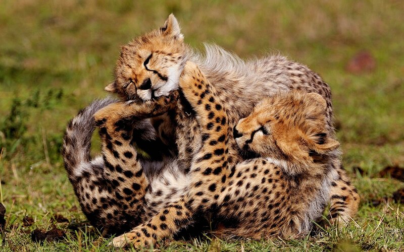 Cheetah cubs playing
