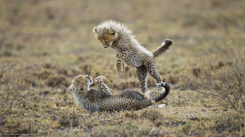 Cheetah Cubs Playing — Brown, Playful, Afternoon, Photograph, Grassland, Bushes