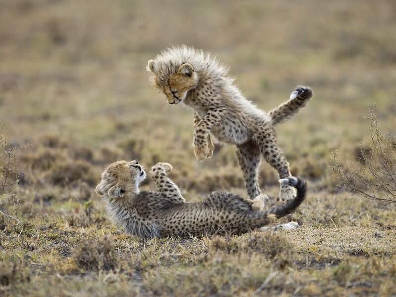 Cheetah Cubs Playing — Brown, Playful, Afternoon, Photograph, Grassland, Cub