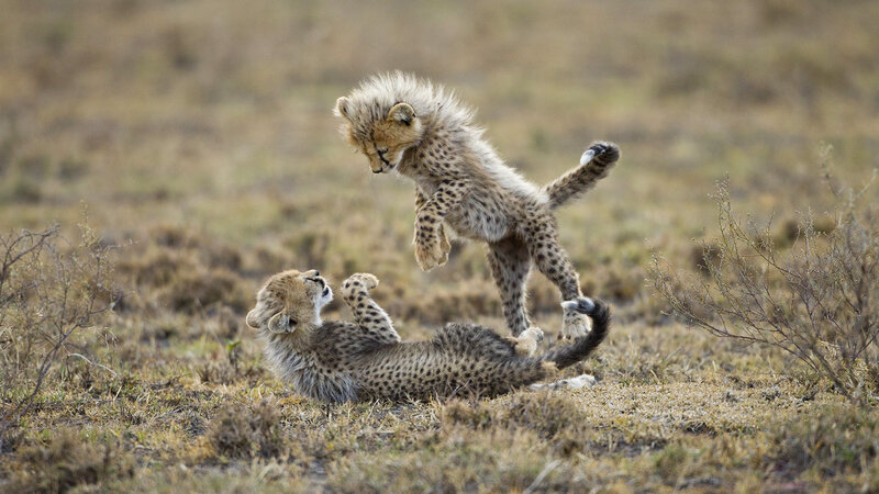 Cheetah Cubs Playing — Brown, Playful, Afternoon