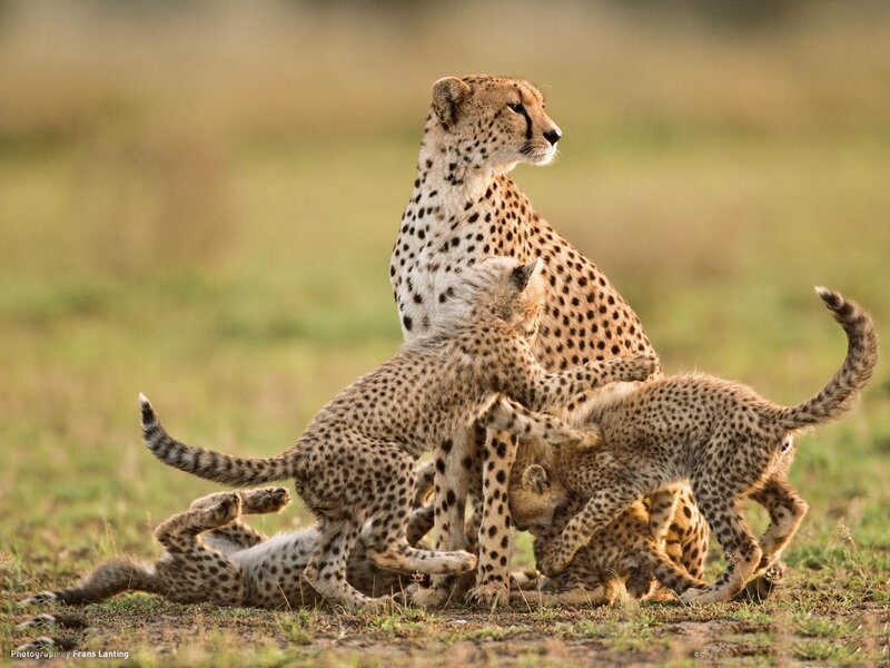 Cheetah Cubs Playing — Brown, Playful