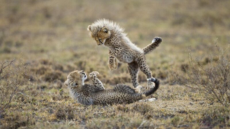 Cheetah Cubs Playing — Brown