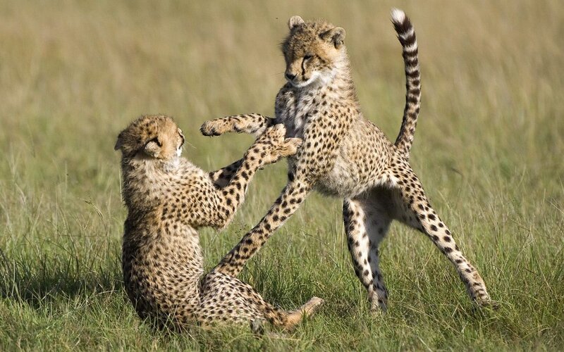Cheetah cubs playing in grass
