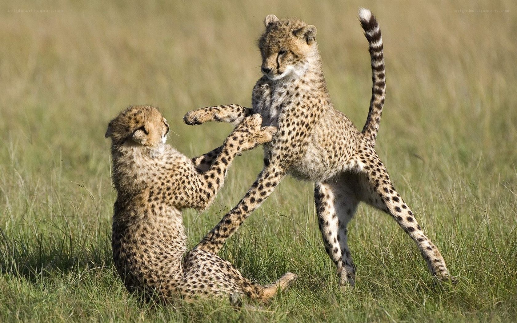 Cheetah cubs playing in grass