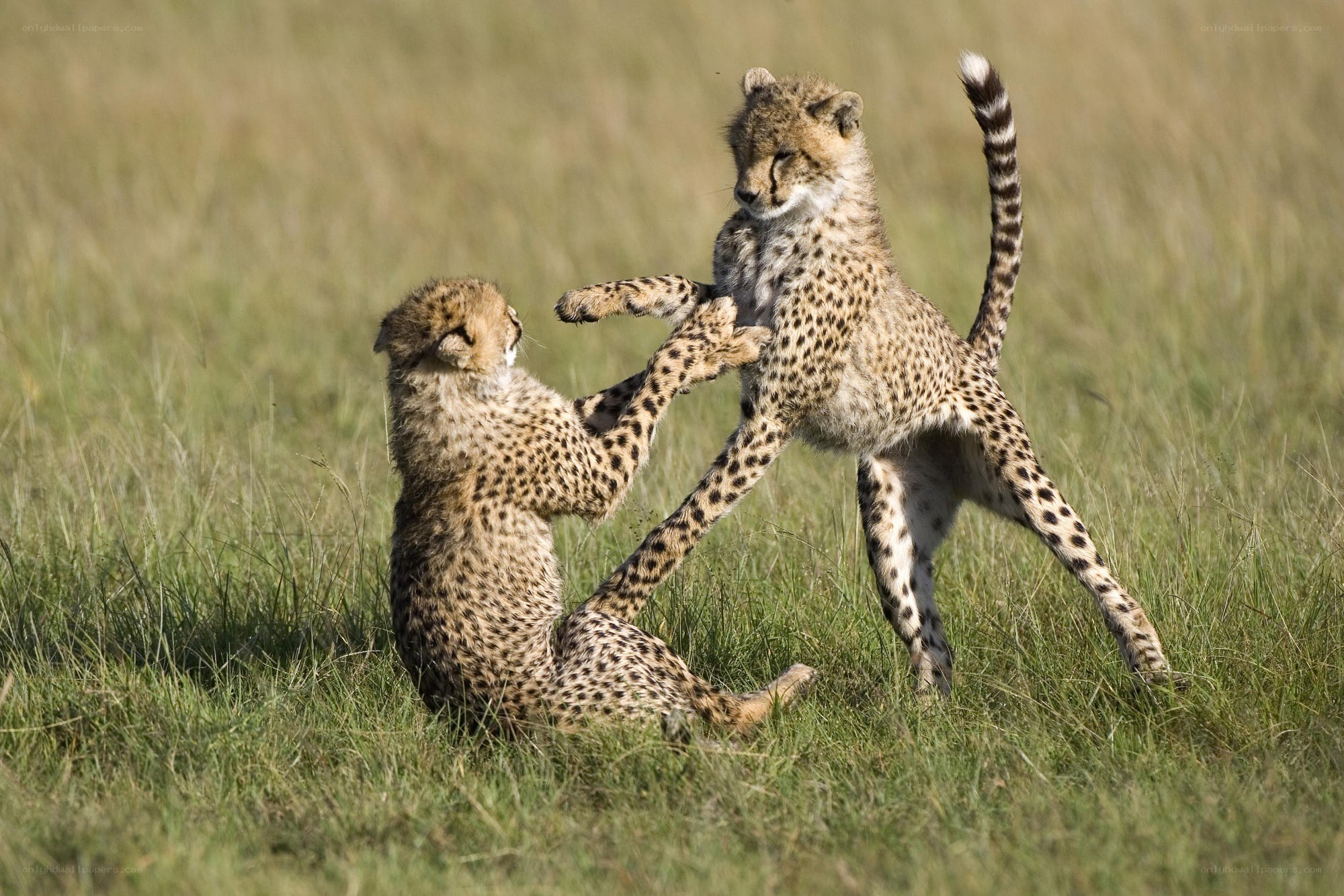 Cheetah cubs playing in grass