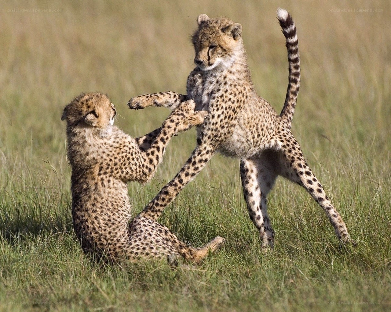 Cheetah cubs playing in grass