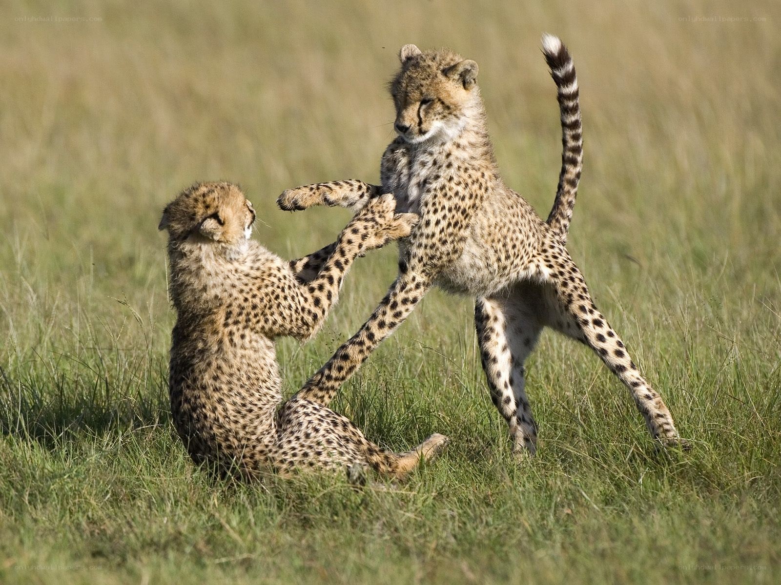 Cheetah cubs playing in grass