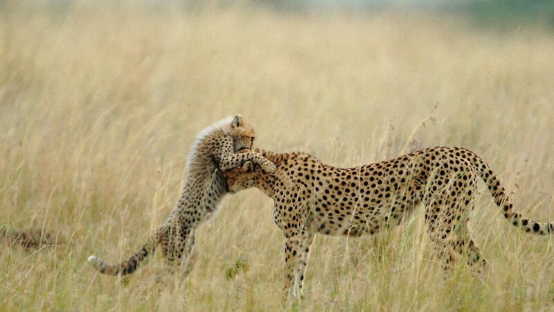 Cheetah Cubs Playing — Tan