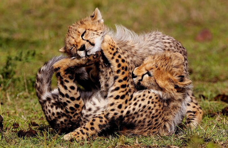 Cheetah cubs playing together