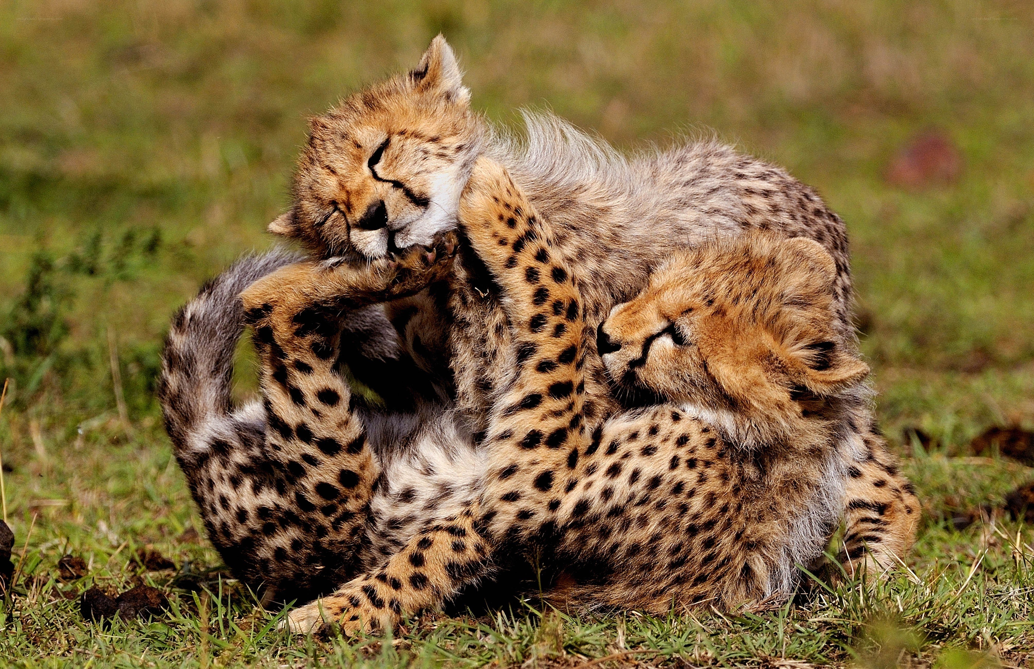 Cheetah cubs playing together