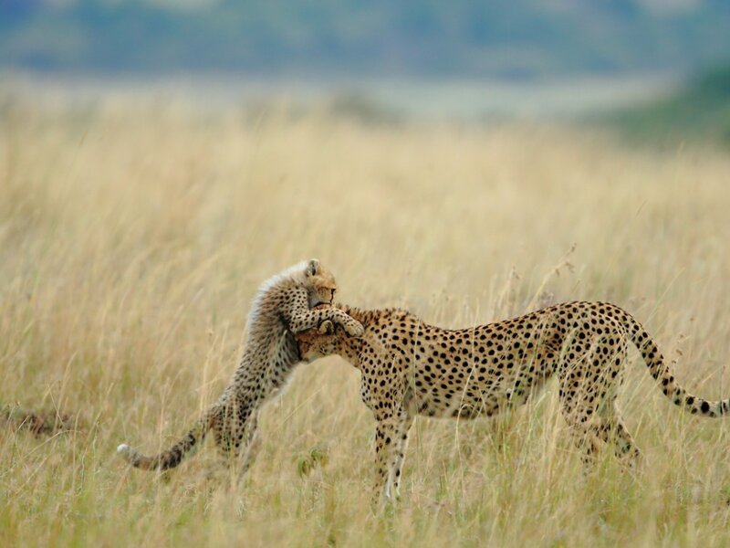 Cheetah Cubs Playing — Yellow, Playful, Afternoon