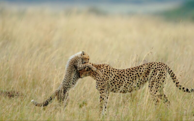 Cheetah Cubs Playing — Yellow, Playful