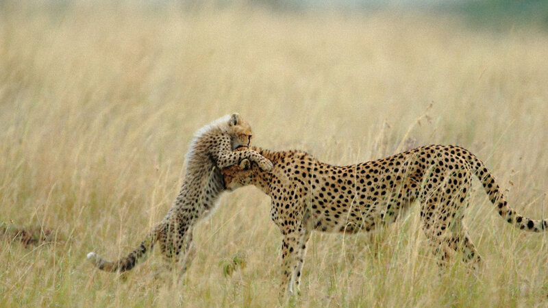 Cheetah Cubs Playing — Yellow