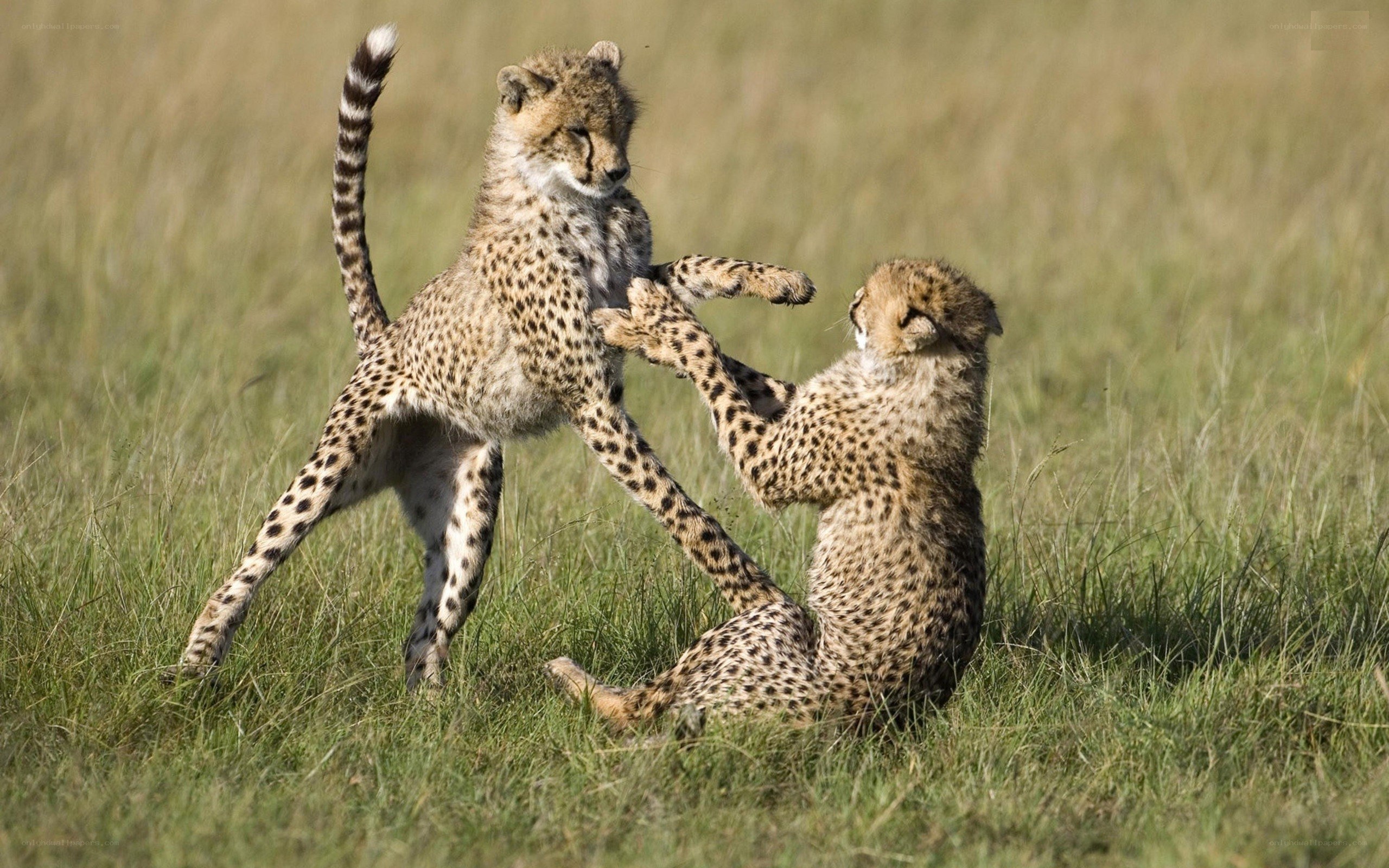 Cheetah cubs playing