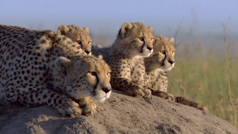 Cheetah Cubs with Mother — Brown, Calm, Morning
