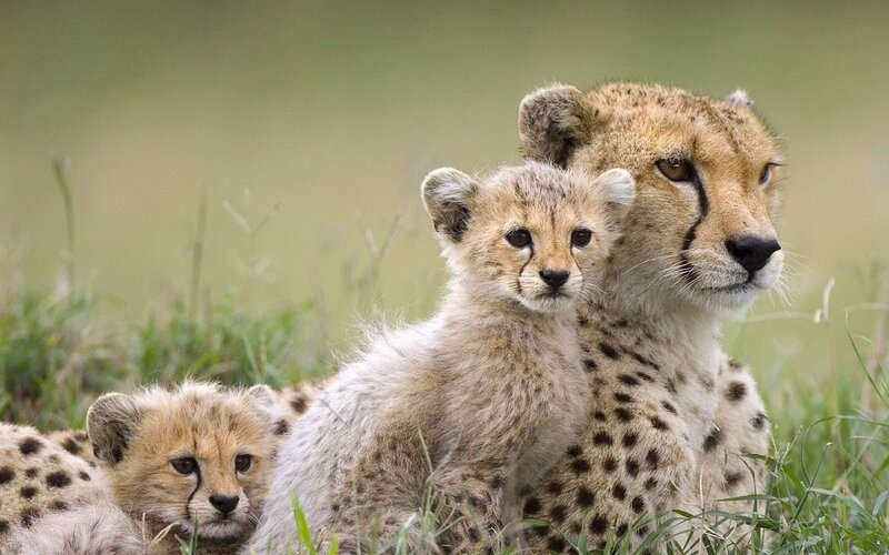 Cheetah Cubs with Mother — Grass