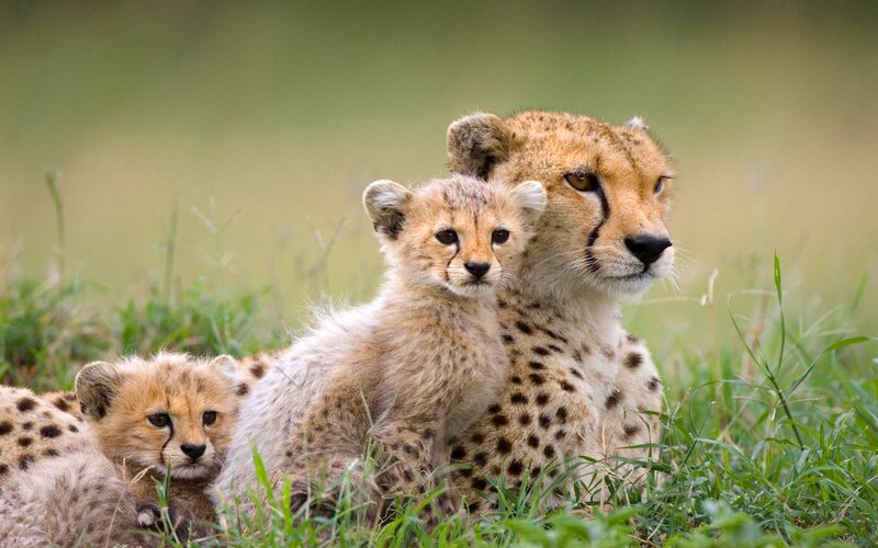 Cheetah Cubs with Mother — Green