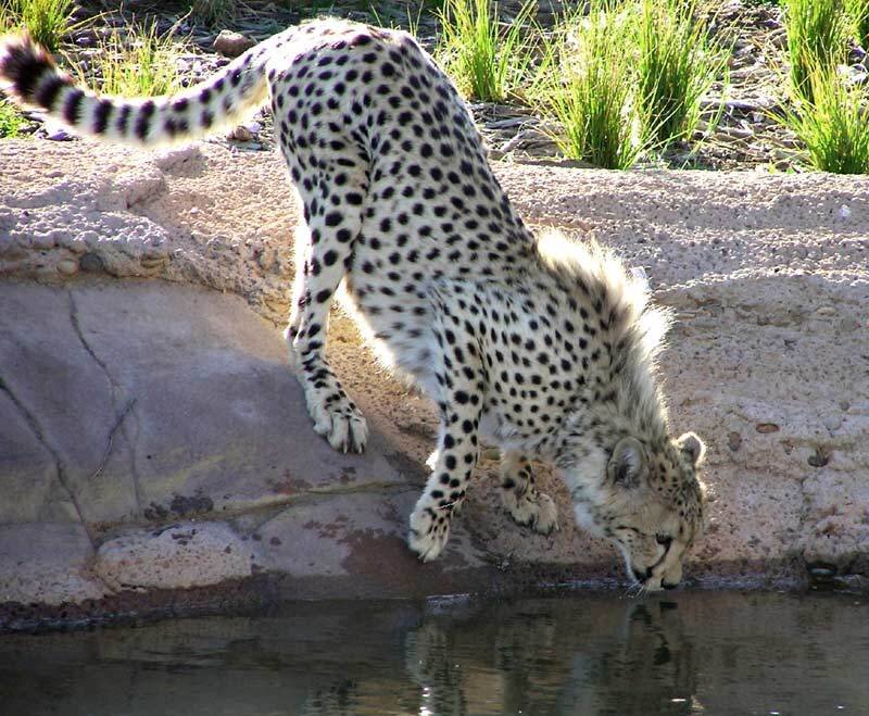 Cheetah Drinking Water
