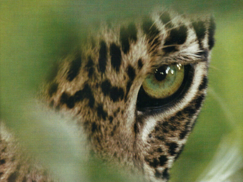 Cheetah Eye Close-up