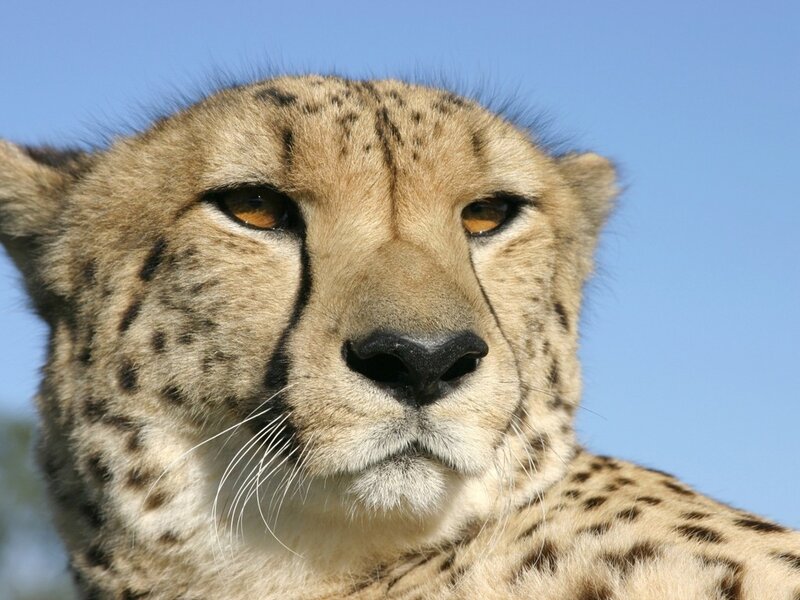 Cheetah Face Close-up — Blue