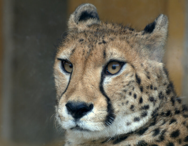 Cheetah Face Close-up — Brown, Calm
