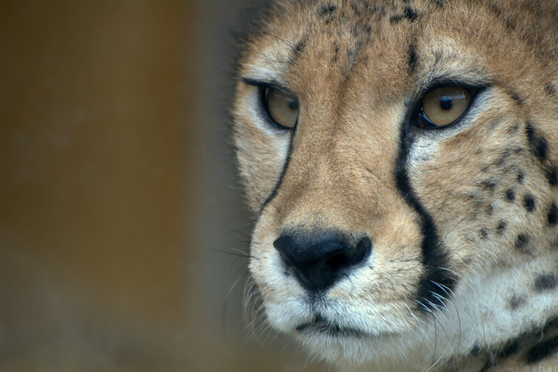Cheetah Face Close-up — Brown, Intense, Photograph, Eyes