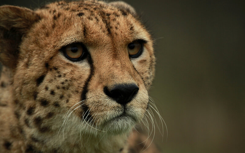 Cheetah Face Close-up — Brown, Intense, Photograph, Eyes, Whiskers, Spots