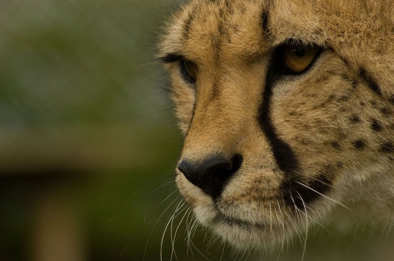 Cheetah Face Close-up — Brown, Intense, Photograph, Eyes, Whiskers
