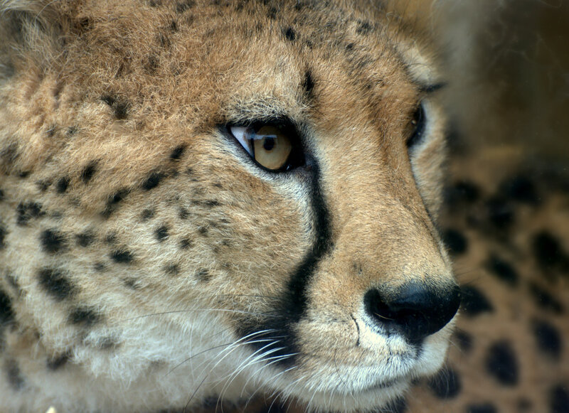 Cheetah Face Close-up — Brown, Intense, Photograph, Spots