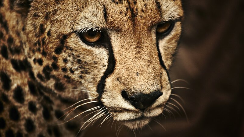 Cheetah Face Close-up — Brown, Intense, Photograph, Spots, Whiskers, Eyes