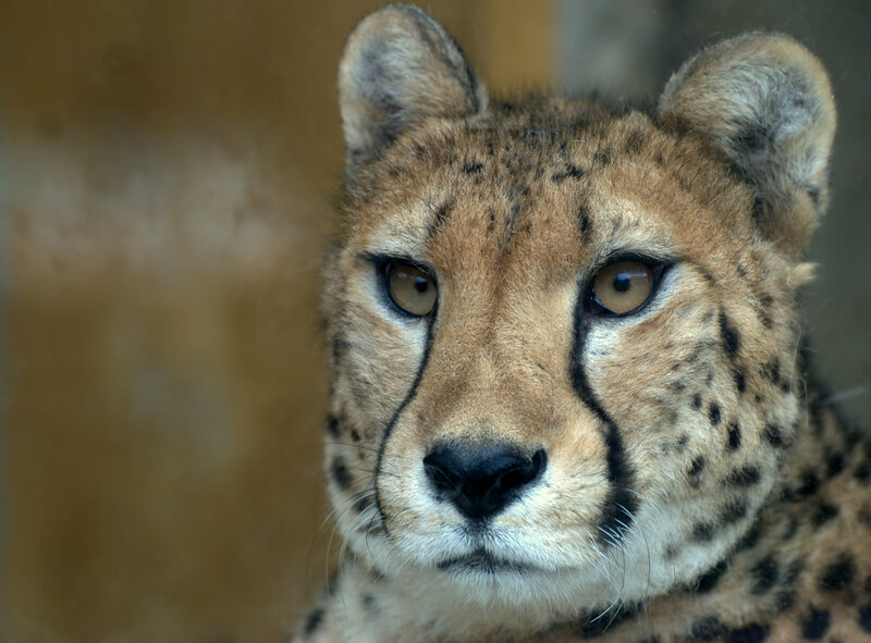 Cheetah Face Close-up — Brown, Intense, Photograph