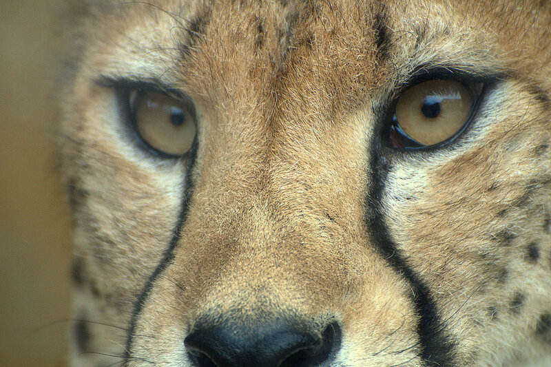 Cheetah Face Close-up — Brown, Intense