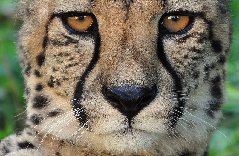 Cheetah Face Close-up — Brown